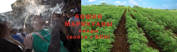 шишки Алзамай
